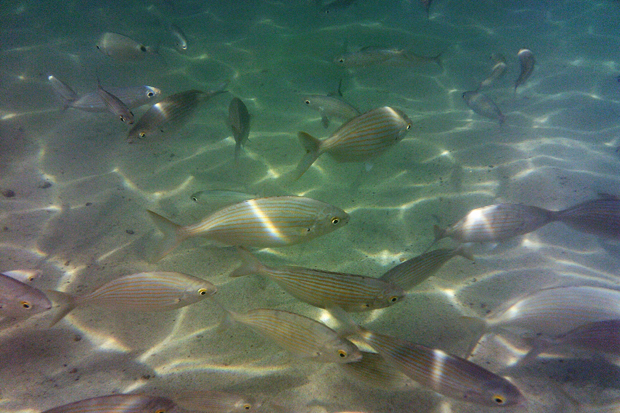 Snorkelling in Lanzarote