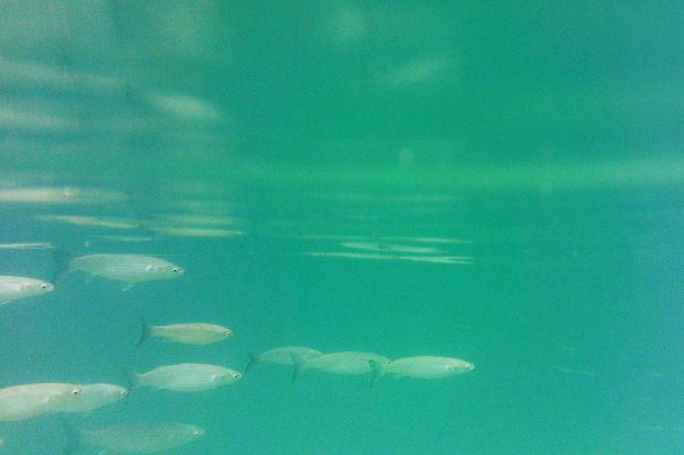 Snorkelling in Lanzarote