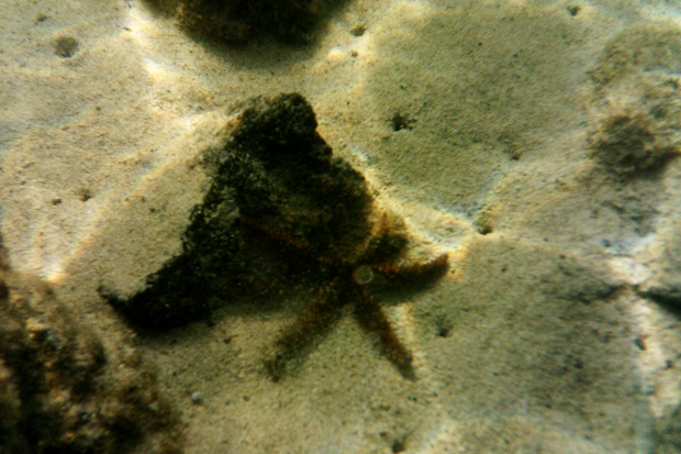 Starfish, Lanzarote