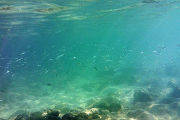 Snorkelling in Lanzarote