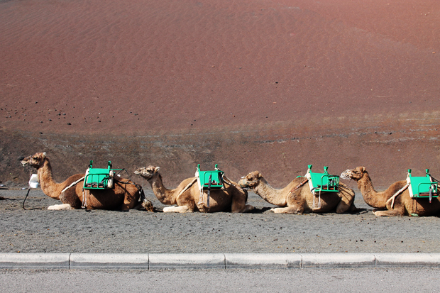 Camels, Timanfaya National Park, Lanzarote