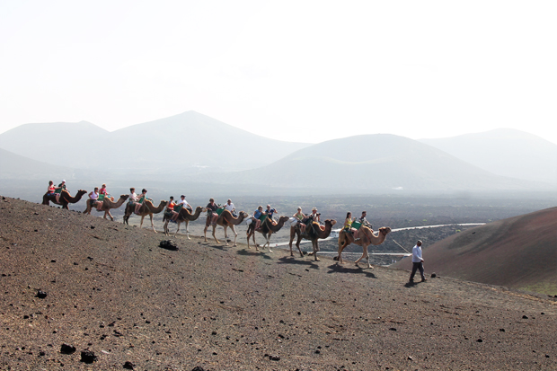 Camel Rides, Timanfaya National Park, Lanzarote