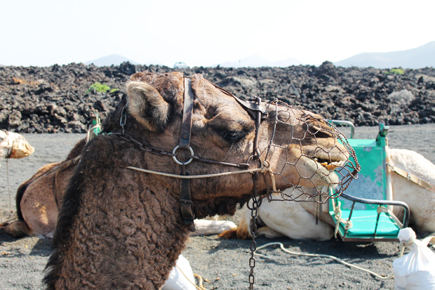 Camel, Timanfaya National Park, Lanzarote