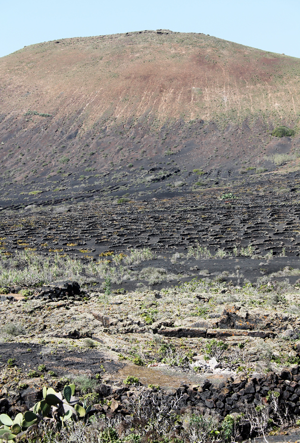 Traditional Vineyard, Lanzarote