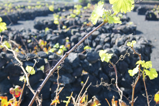 Traditional Vineyard, Lanzarote